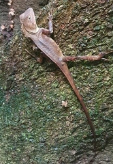 Lophosaurus spinipes