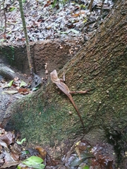 Lophosaurus spinipes