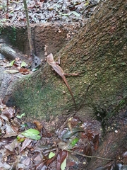 Lophosaurus spinipes