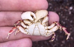 Cyclograpsus granulosus