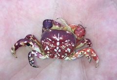 Cyclograpsus granulosus