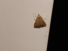 Udea fulvalis