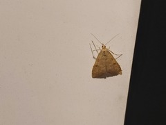 Udea fulvalis