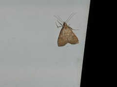 Udea fulvalis