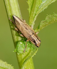 Temnosternus planiusculus
