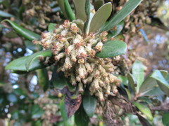 Olearia traversiorum