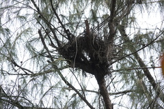 Gorsachius melanolophus