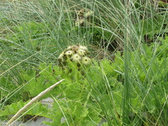 Sonchus grandifolius