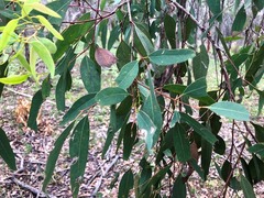 Eucalyptus siderophloia