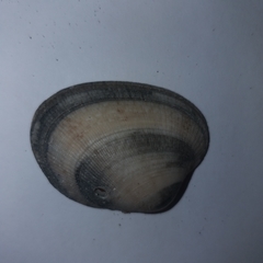 Ruditapes decussatus