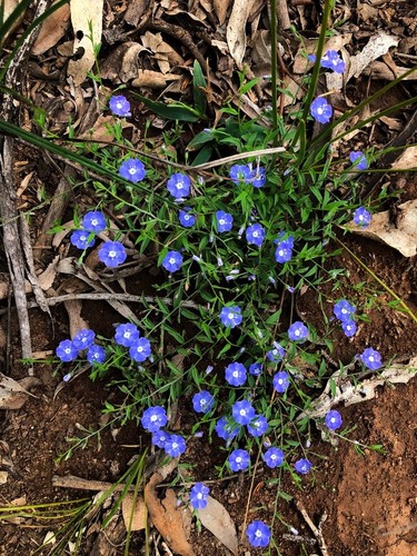 tropical speedwell