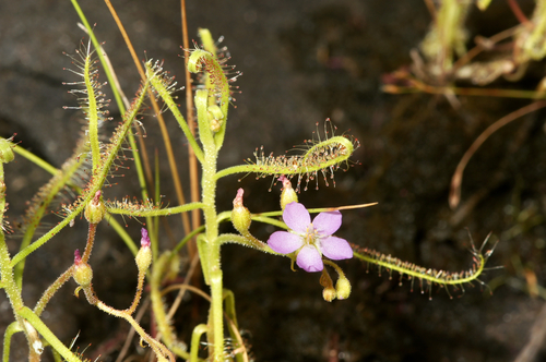 Drosera indica iNat (1)