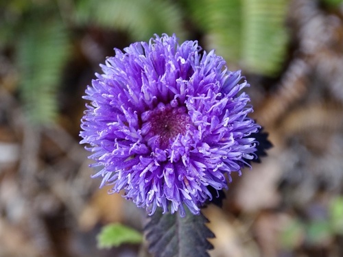 Centratherum punctatum