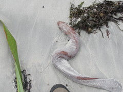 Eptatretus cirrhatus