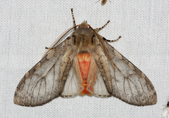 Pseudohemihyalea labecula