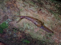 Ostracolethinae