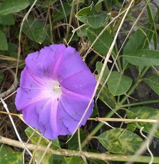 Ipomoea mitchelliae