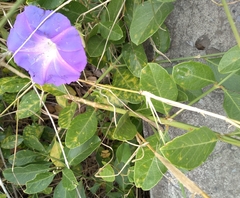 Ipomoea mitchelliae