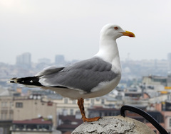 Larus michahellis