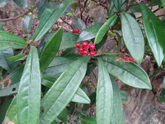 Ardisia lindleyana
