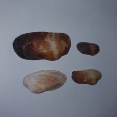 Barbatia barbata