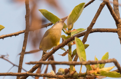 Eremomela pusilla