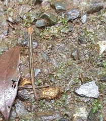 Haemadipsa