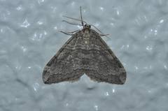 Operophtera relegata