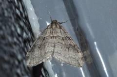 Operophtera relegata