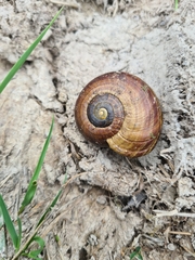 Powelliphanta
