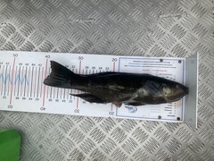 Odax pullus