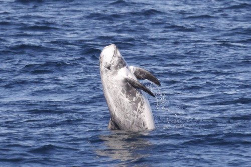 Risso's Dolphin
