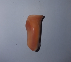 Stramonita haemastoma