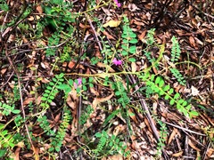 Indigofera brevidens
