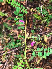 Indigofera brevidens