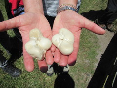 Globicephala melas