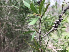 Melaleuca formosa
