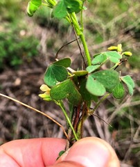 Oxalis chnoodes