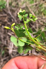 Oxalis chnoodes