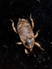 Mitrastethus australiae