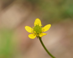 Ranunculus plebeius