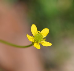 Ranunculus plebeius