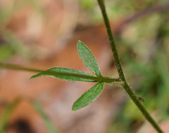 Ranunculus plebeius