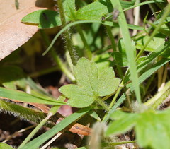 Ranunculus plebeius