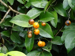 Strychnos angustiflora