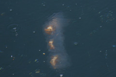Cyclosalpa affinis