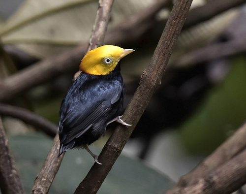 Golden-headed Manakin (Ceratopipra erythrocephala), photo 9