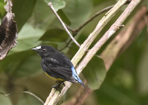 White-fronted Manakin (Lepidothrix serena), photo 9