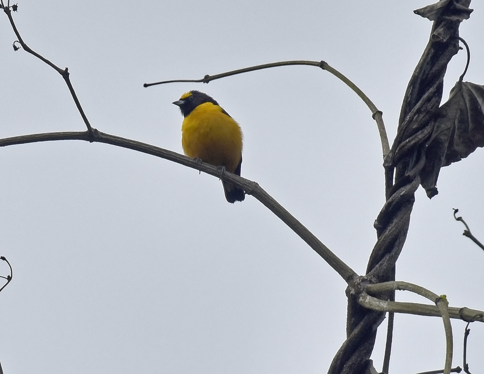 Finsch's Euphonia (Euphonia finschi), photo 1