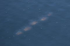Cyclosalpa affinis